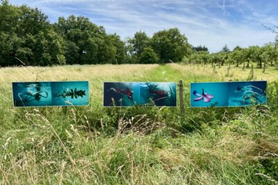 Agrandir l'image 1 sur 5, fenêtre modale